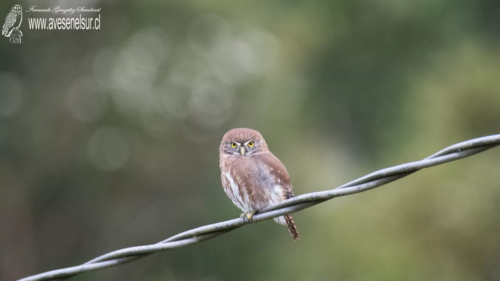Chuncho - Glaucidium nana (King) 1827