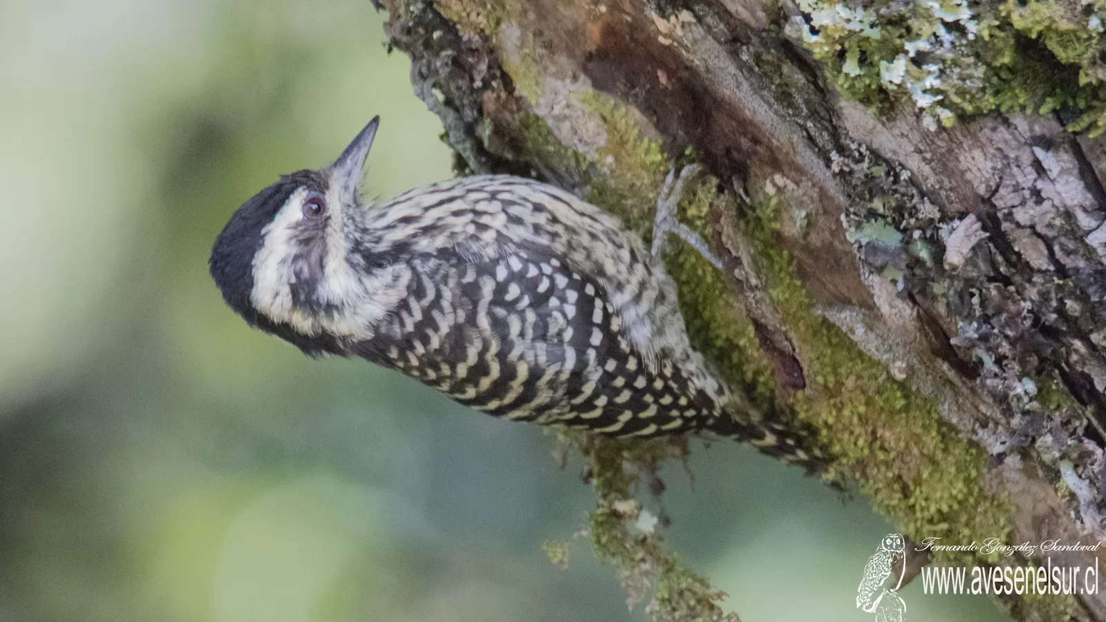 Carpinterito - Veniliornis lignarius (Molina) 1782