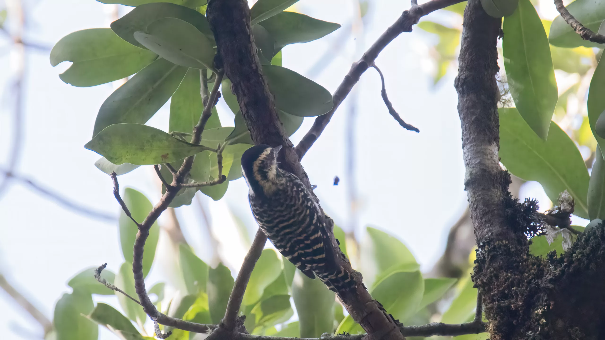 Carpinterito - Veniliornis lignarius (Molina) 1782