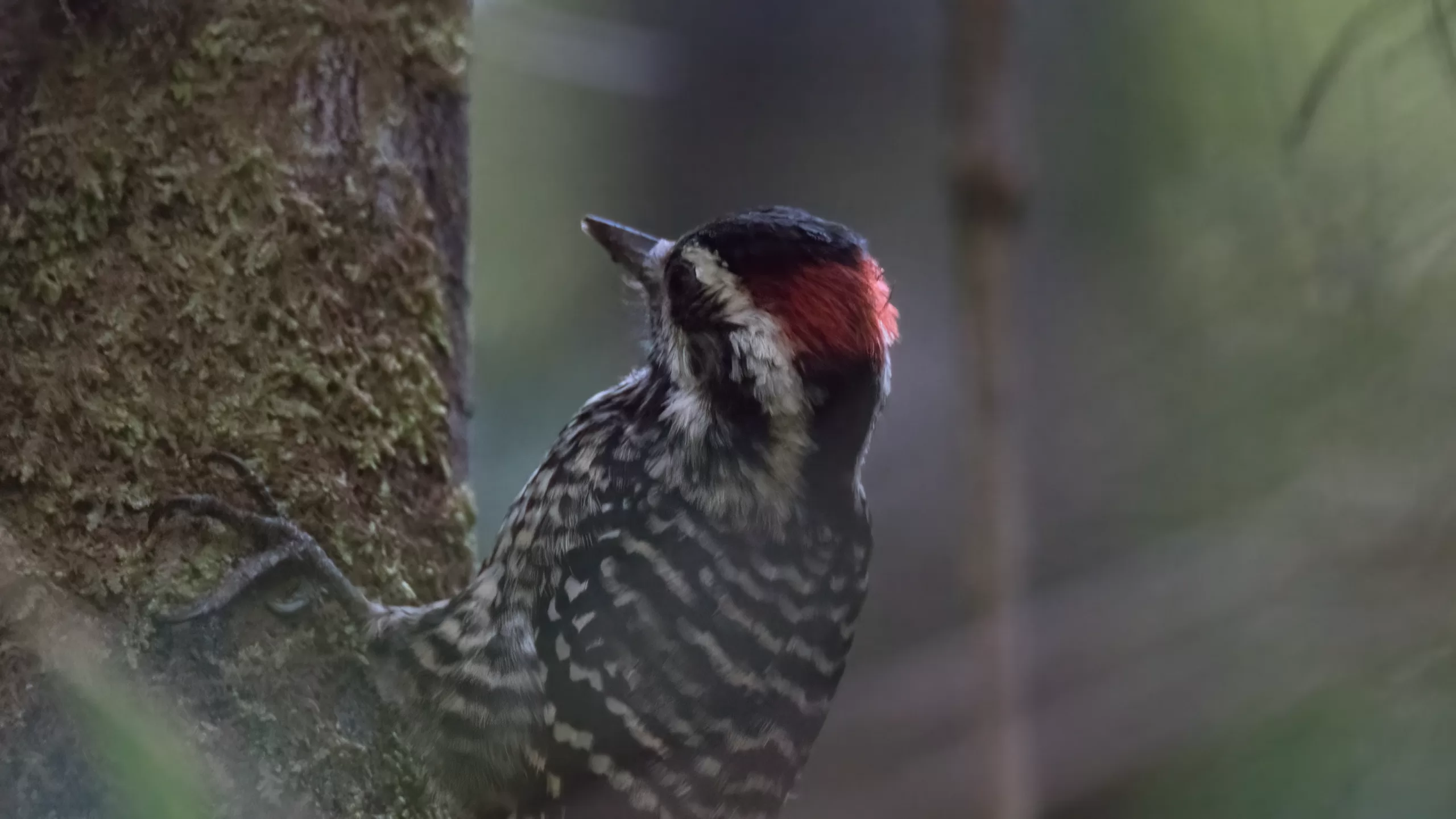 Carpinterito - Veniliornis lignarius (Molina) 1782