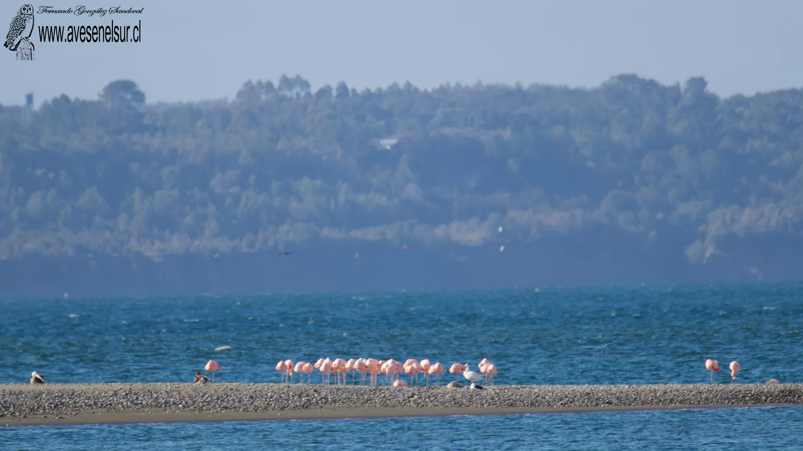 Flamenco chileno - Phoenicopterus chilensis Molina 1782