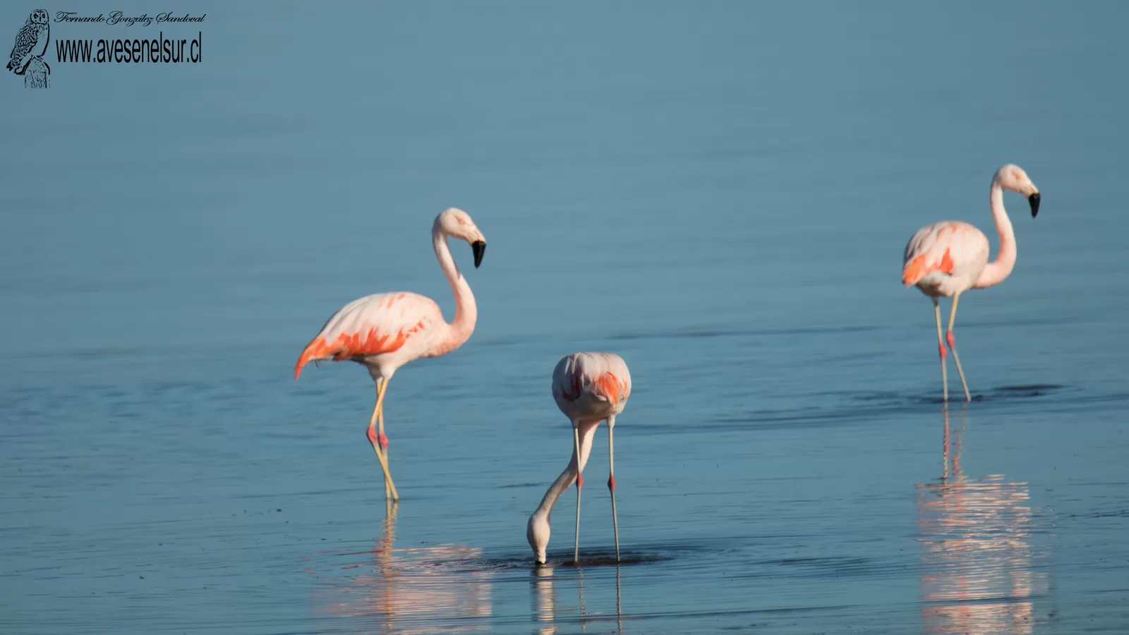 Flamenco chileno - Phoenicopterus chilensis Molina 1782
