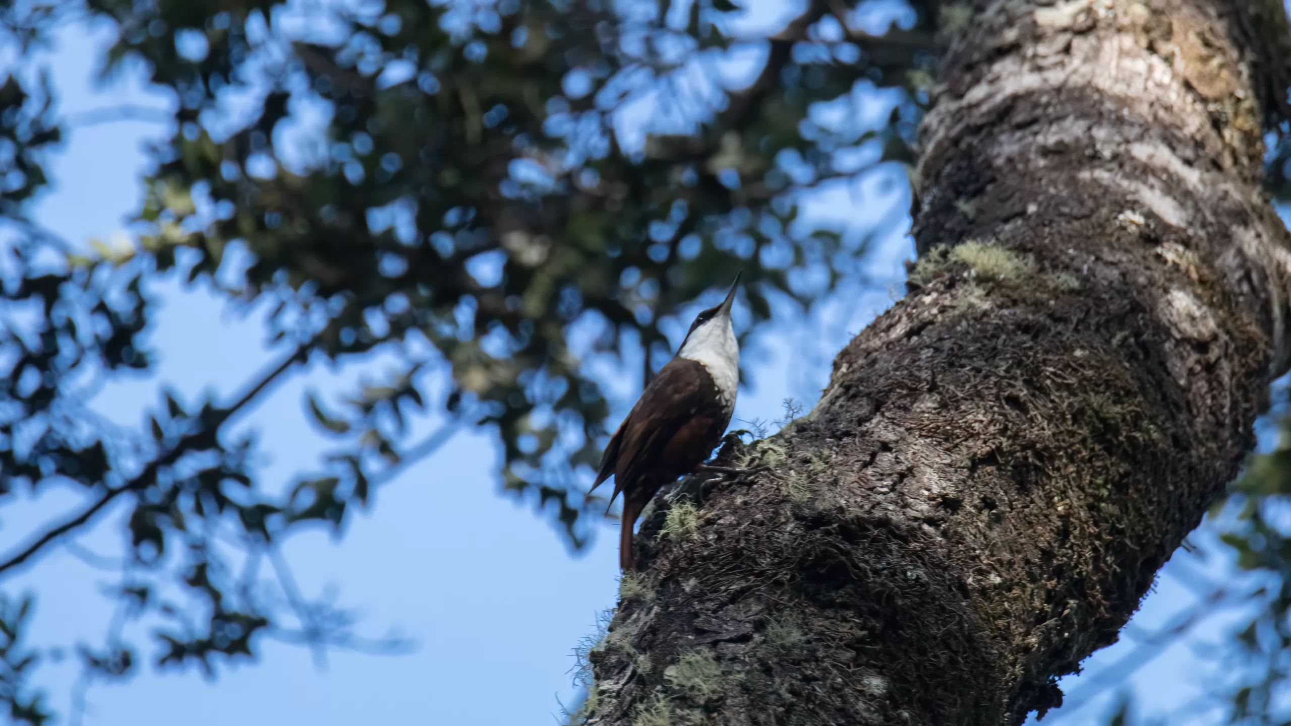 Comesebo grande - Pygarrhichas albogularis (King) 1831
