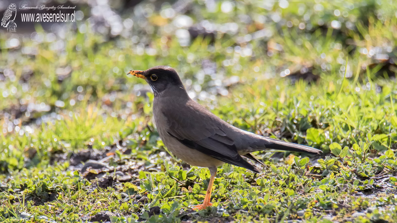 Zorzal - Turdus falcklandii Quoy & Gaimard 1824