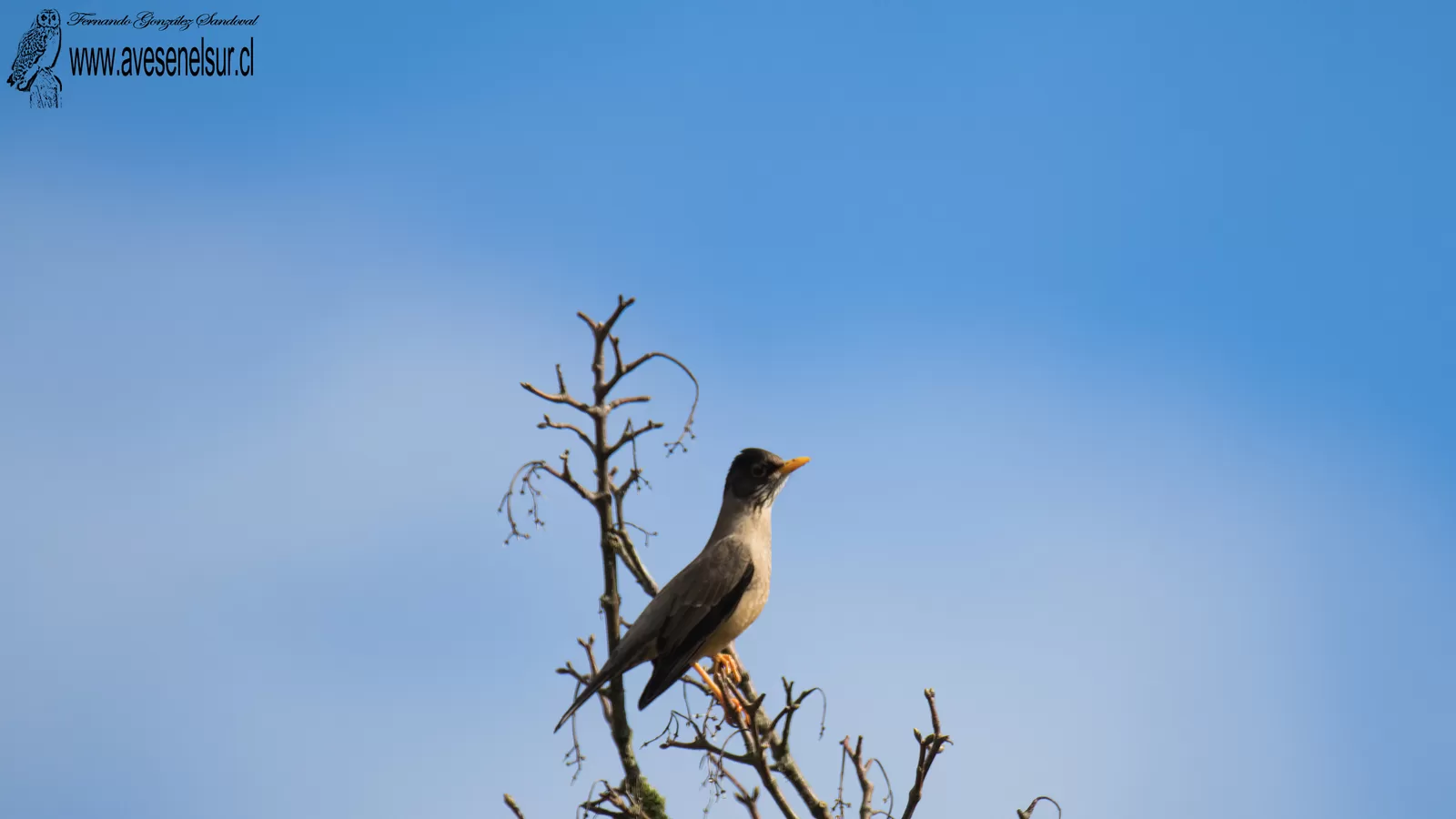 Zorzal - Turdus falcklandii Quoy & Gaimard 1824