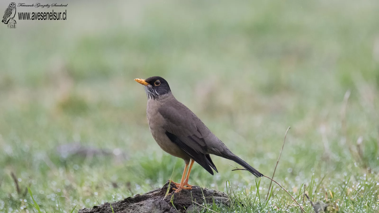 Zorzal - Turdus falcklandii Quoy & Gaimard 1824