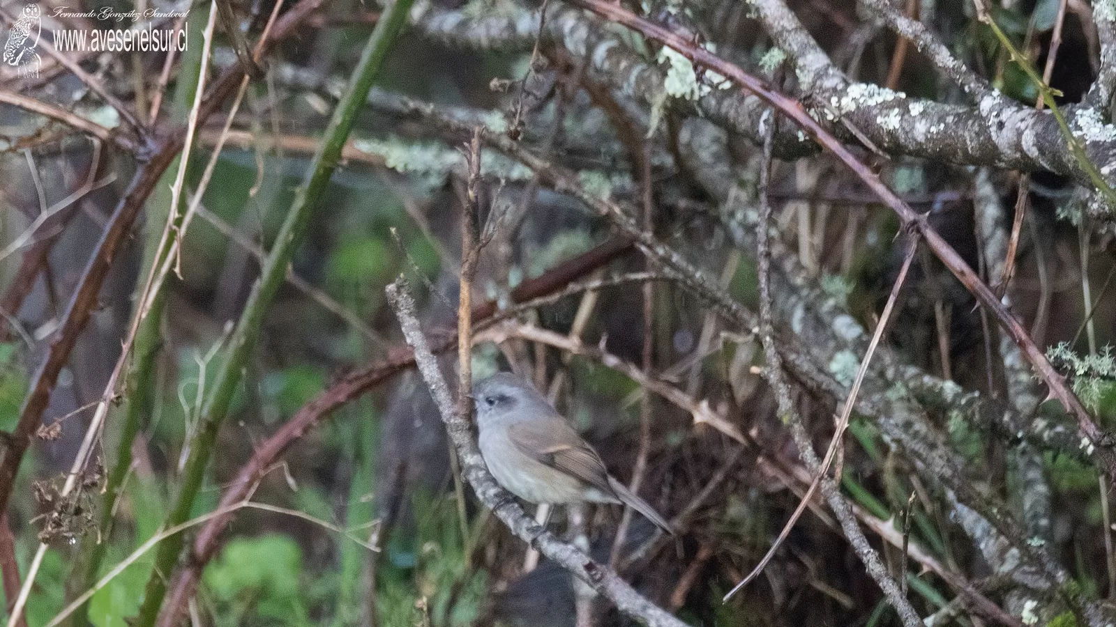 Viudita - Colorhamphus parvirostris (Darwin) 1839