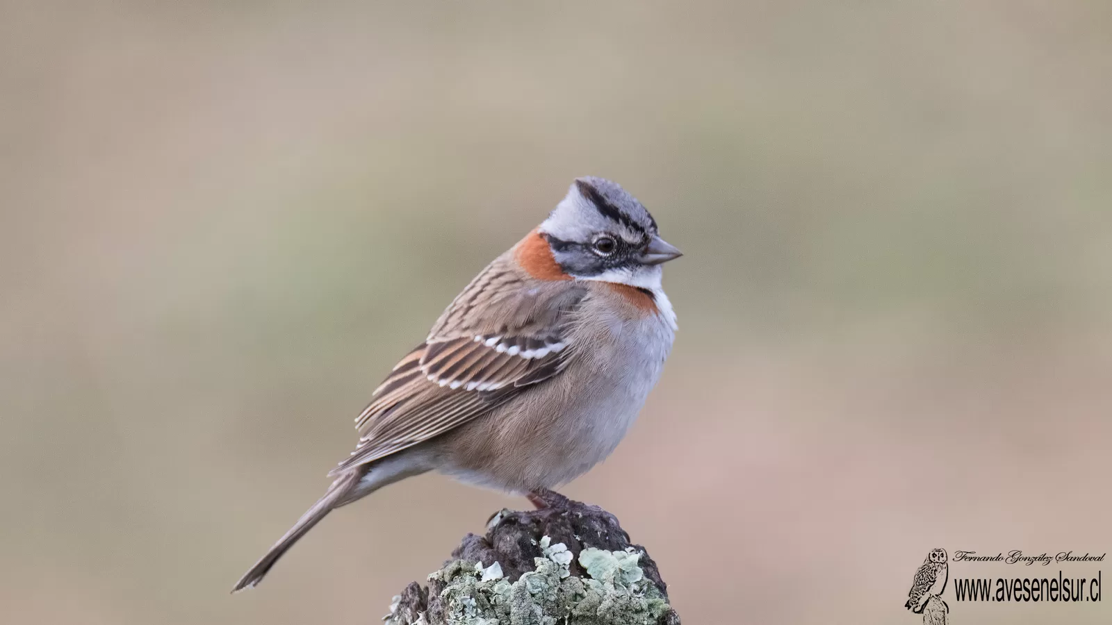 Chincol - Zonotrichia capensis (Muller,PLS) 1776