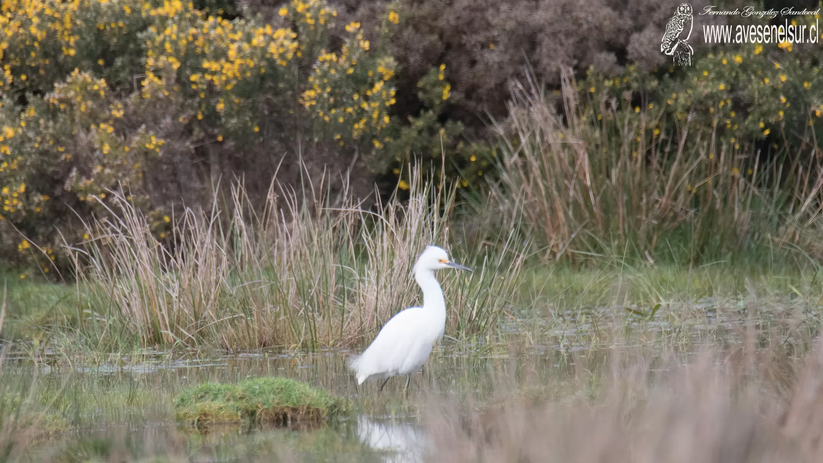 Garza chica - Egretta thula (Molina) 1782 // Garza grande - Ardea alba Linnaeus 1758