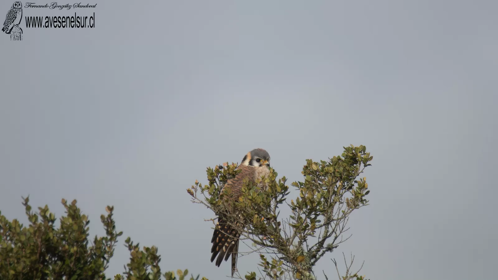 Cernícalo - Falco sparverius Linnaeus 1758