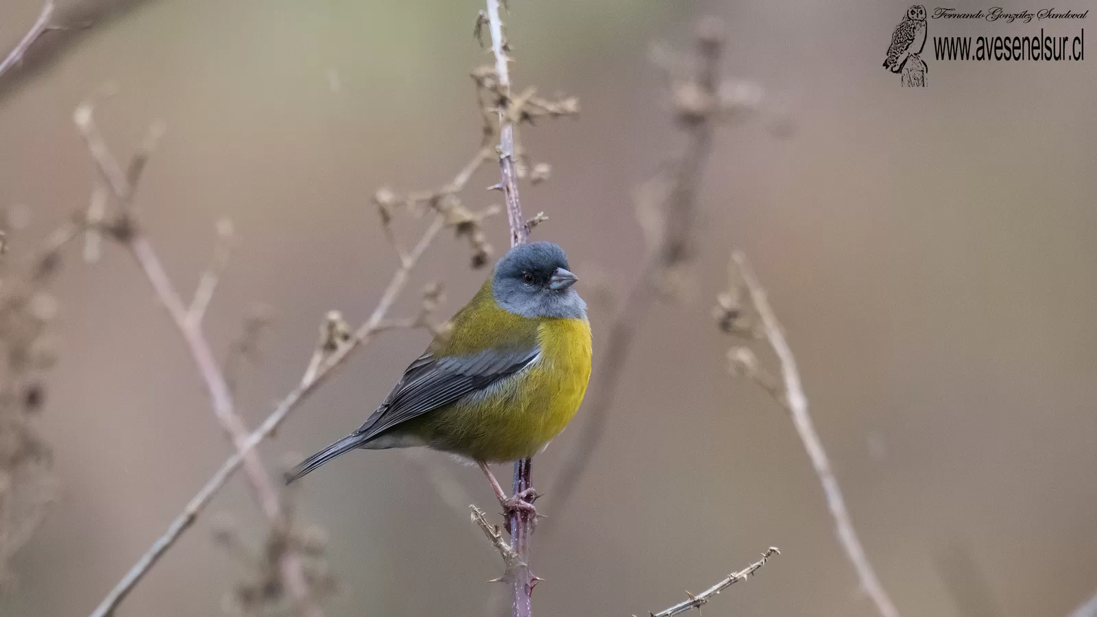 Cometocino patagónico - Phrygilus patagonicus Lowe 1923