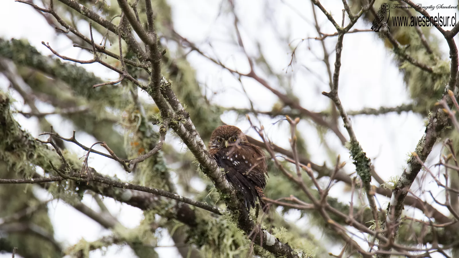 Chuncho - Glaucidium nana (King) 1827
