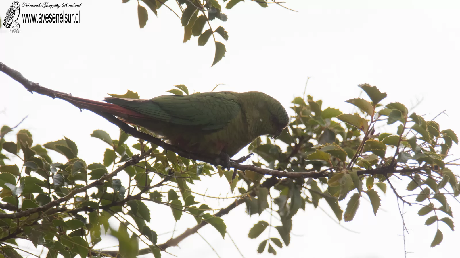 Cachaña - Enicognathus ferrugineus (Muller,PLS) 1776