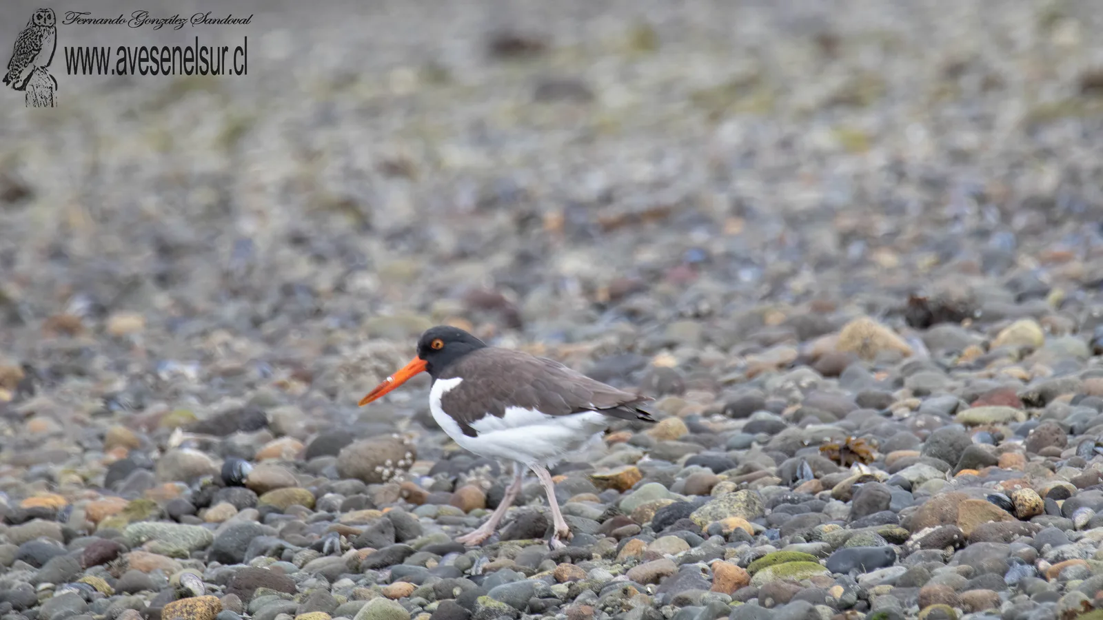 Pilpilén - Haematopus palliatus Temminck 1820