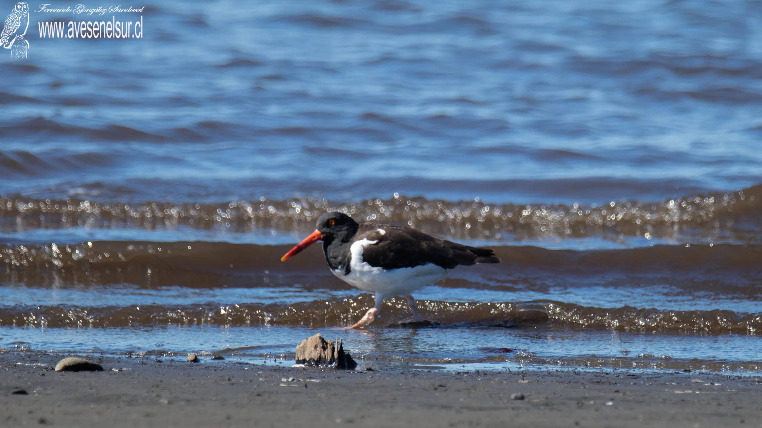 Pilpilén - Haematopus palliatus Temminck 1820