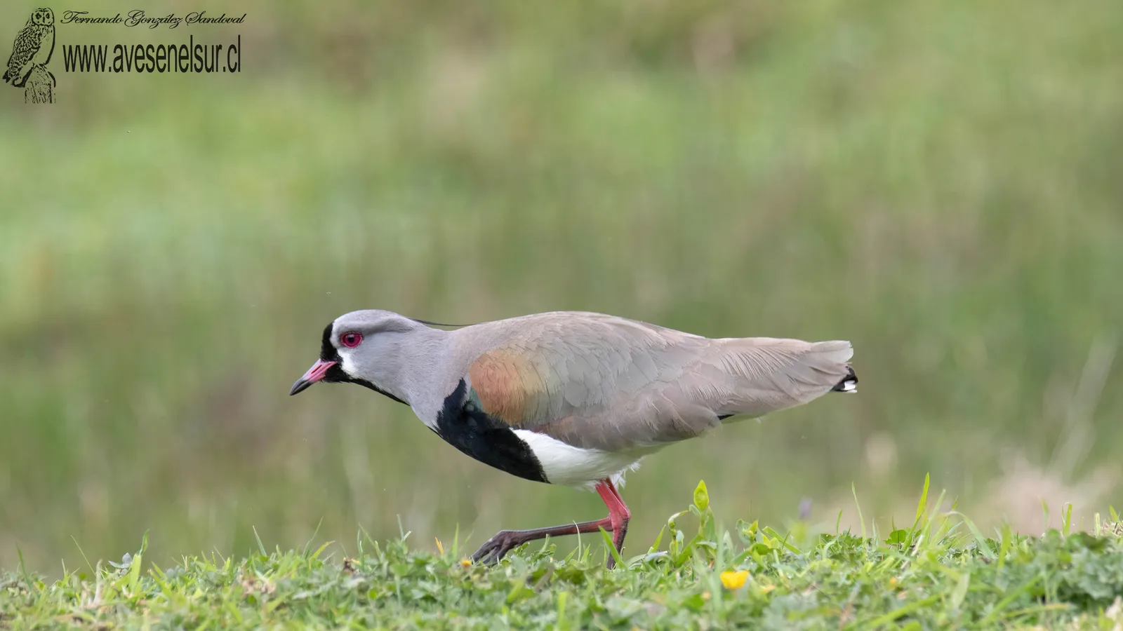 Queltehue - Vanellus chilensis chilensis (Molina) 1782