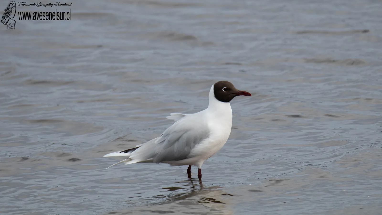 Cáhuil - Chroicocephalus maculipennis (Lichtenstein) 1823