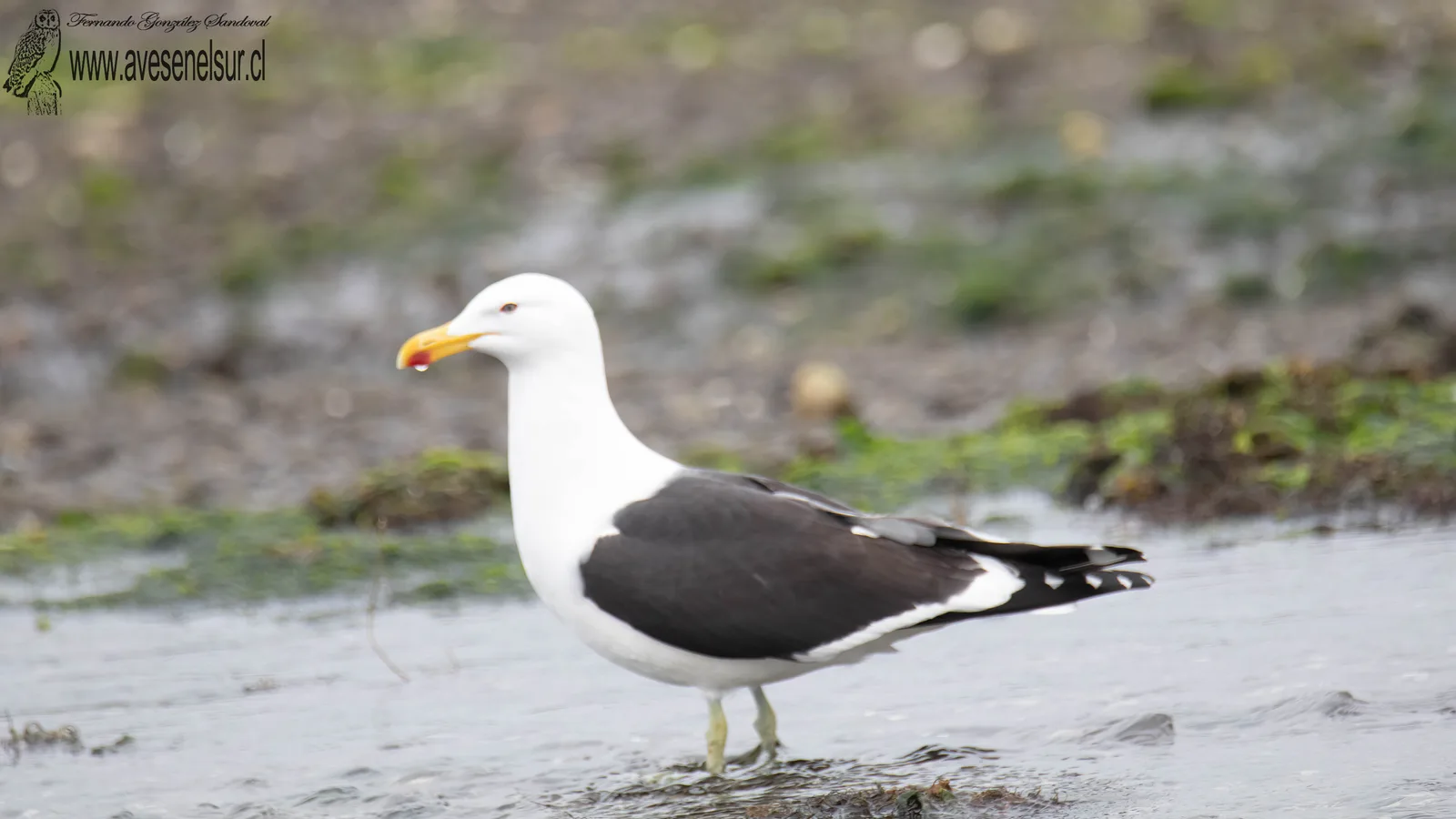 Gaviota dominicana - Larus dominicanus Lichtenstein 1823