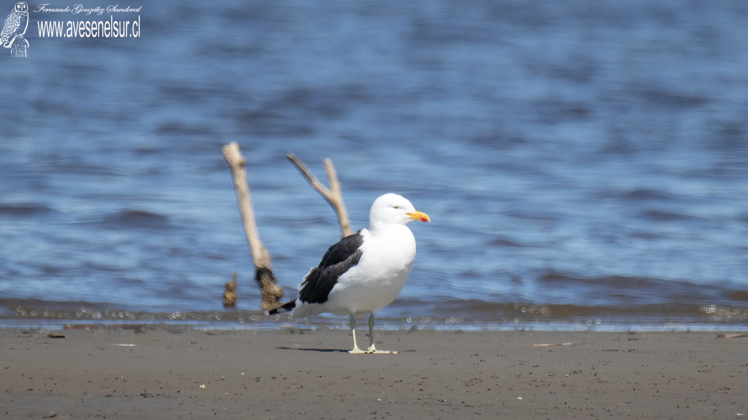 Gaviota dominicana - Larus dominicanus Lichtenstein 1823