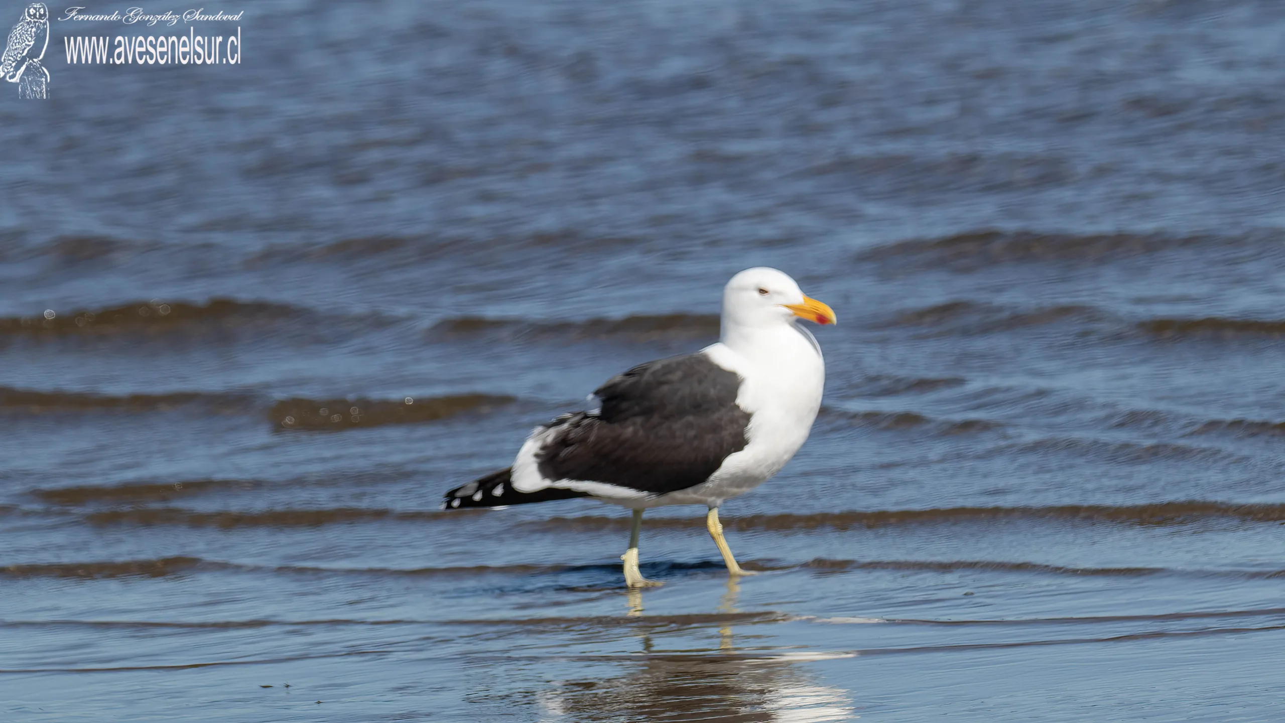 Gaviota dominicana - Larus dominicanus Lichtenstein 1823