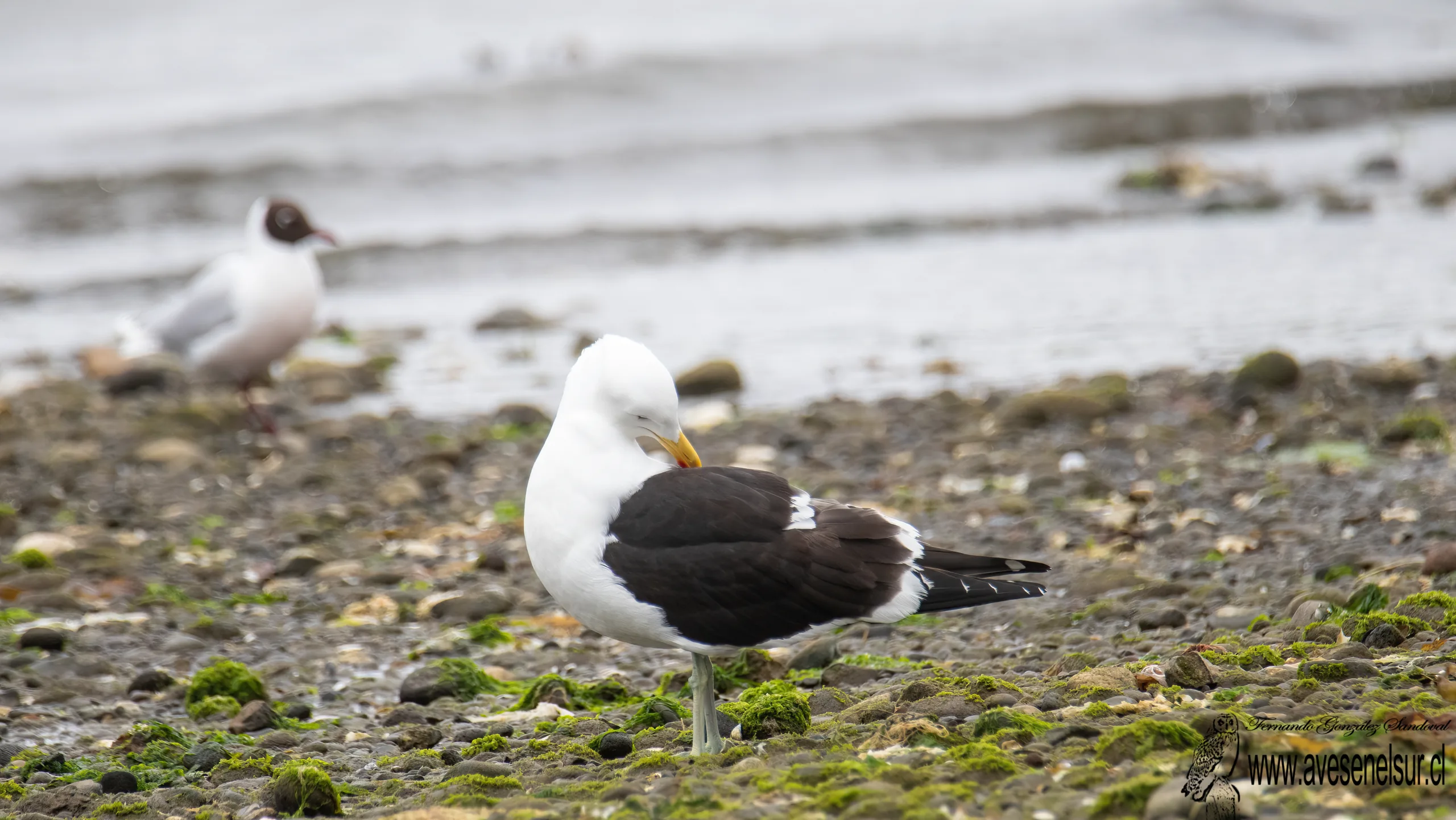Gaviota dominicana - Larus dominicanus Lichtenstein 1823