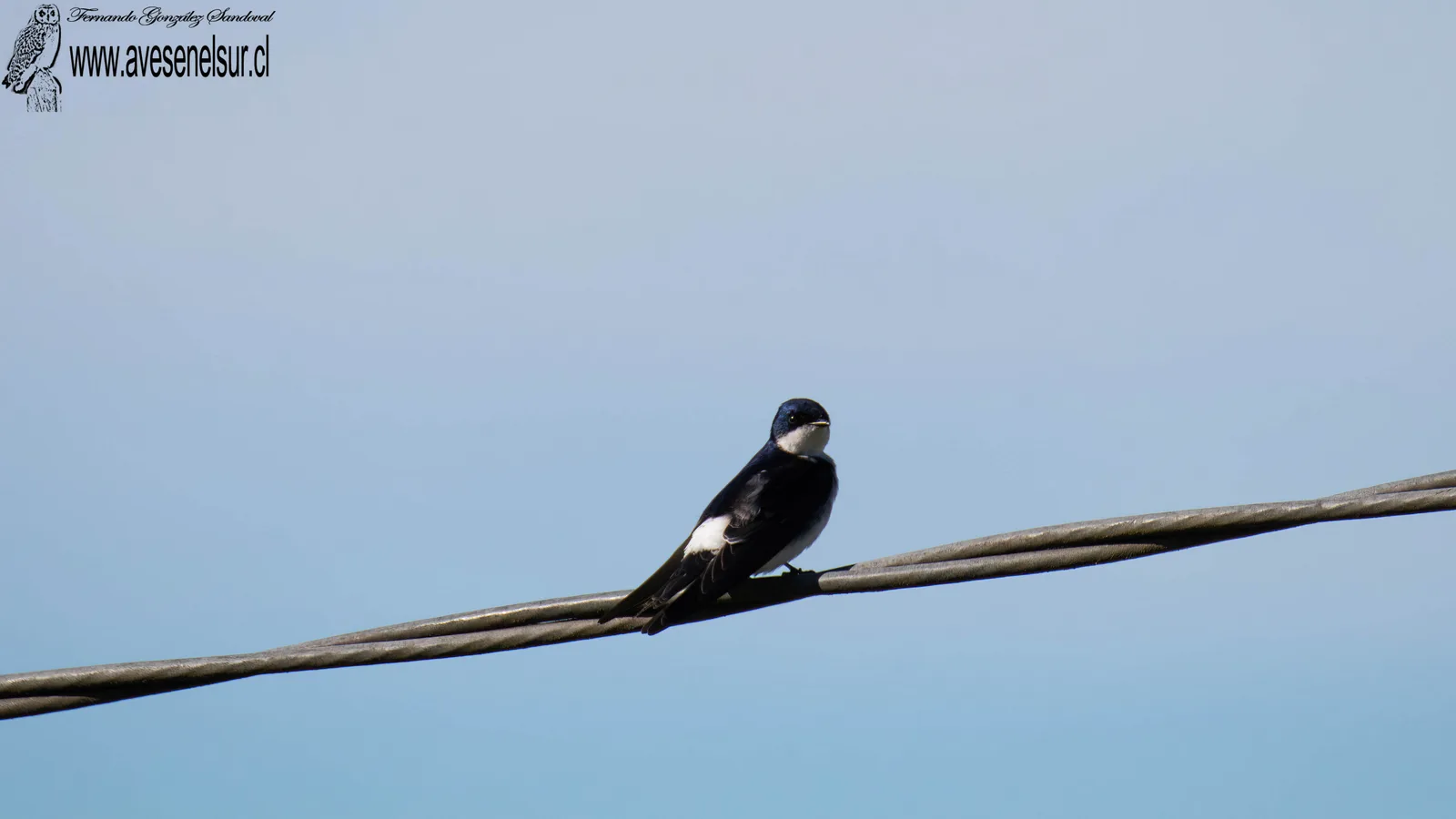 Golondrina chilena - Tachycineta leucopyga (Meyen) 1834