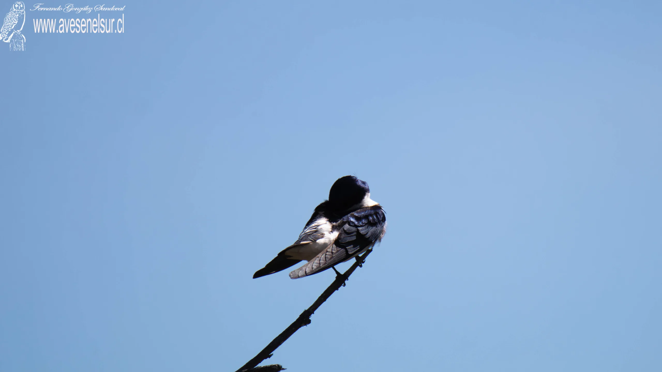 Golondrina chilena - Tachycineta leucopyga (Meyen) 1834