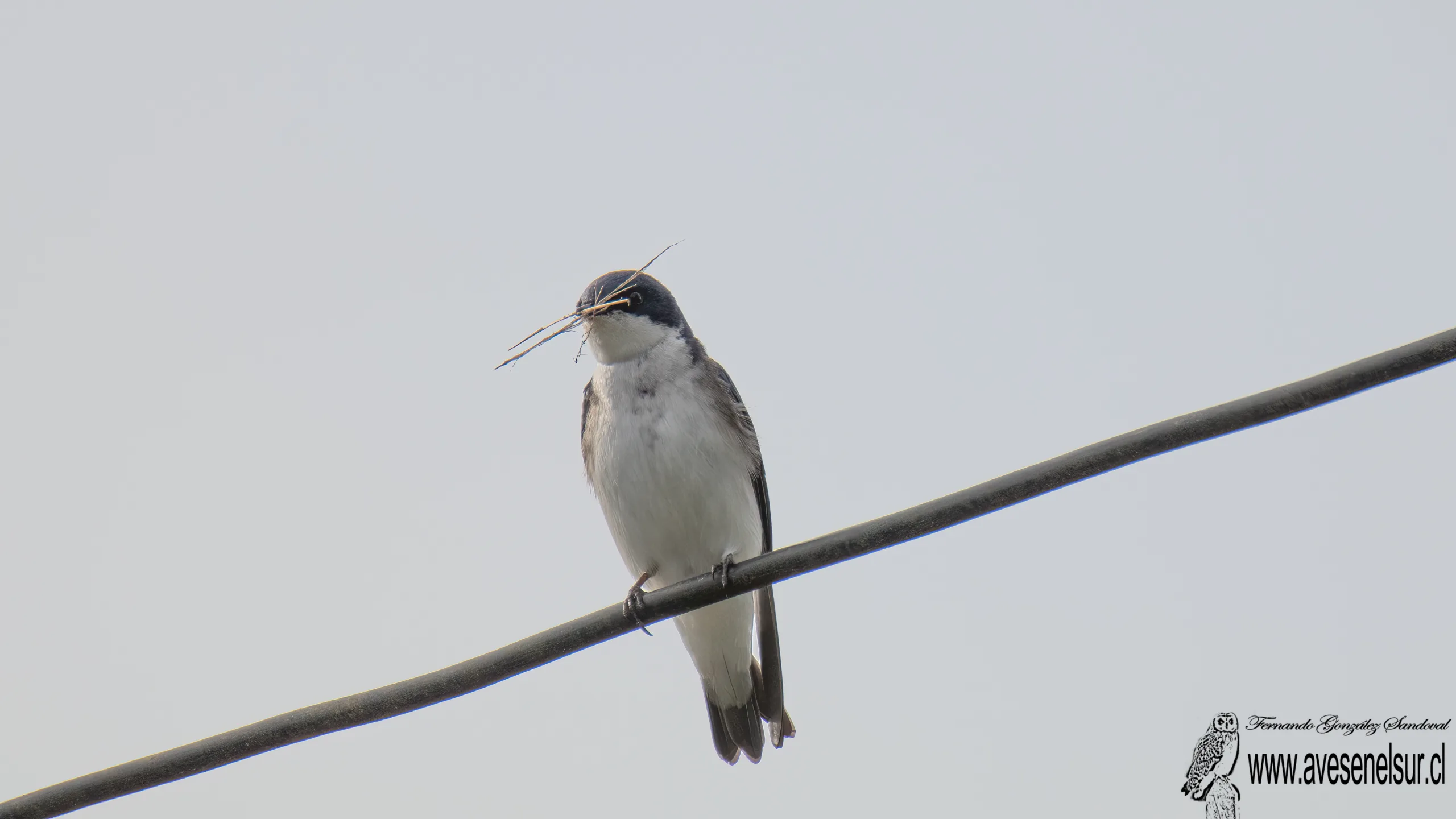 Golondrina chilena - Tachycineta leucopyga (Meyen) 1834