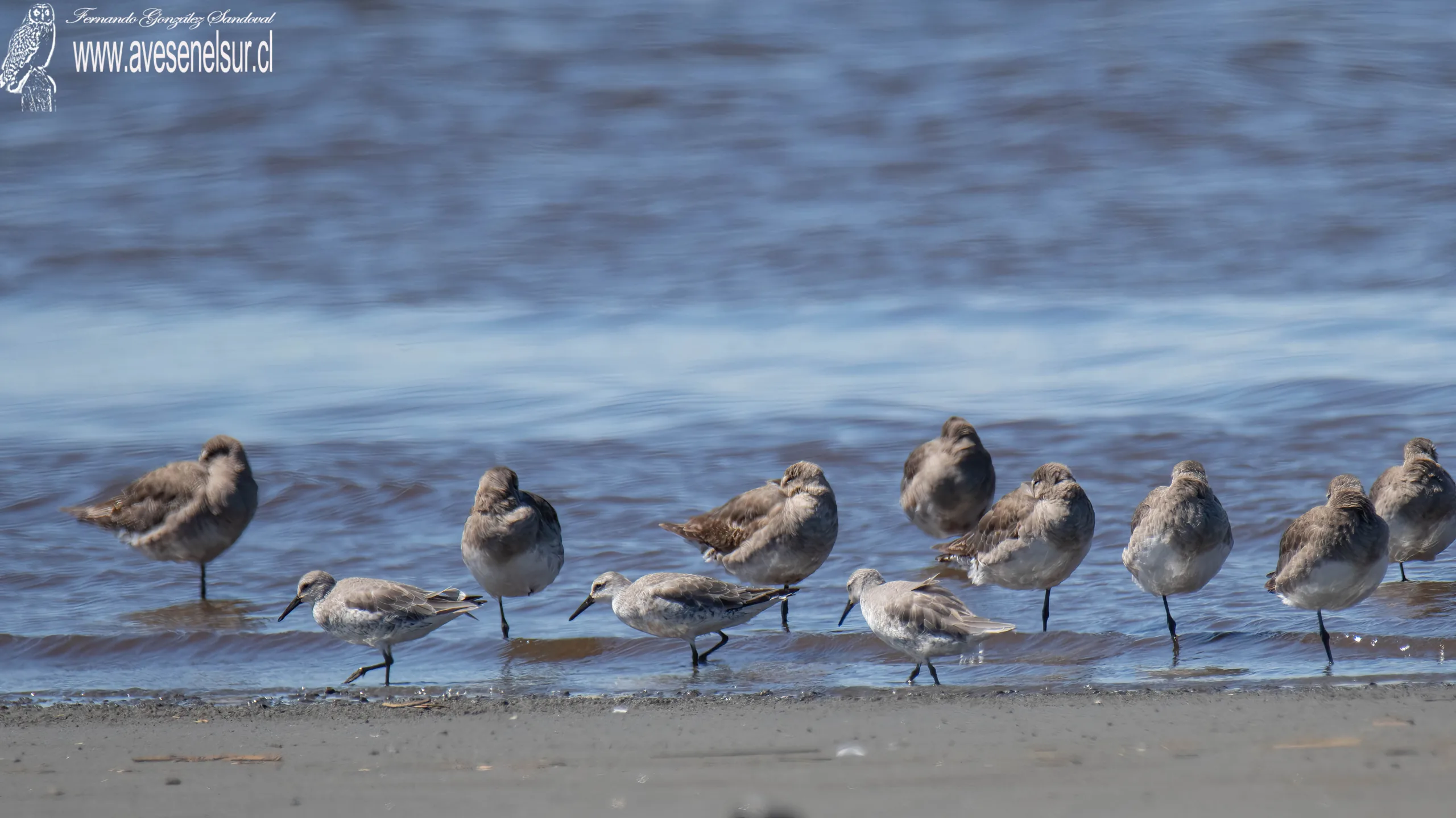 Playero ártico - Calidris canutus (Linnaeus) 1758