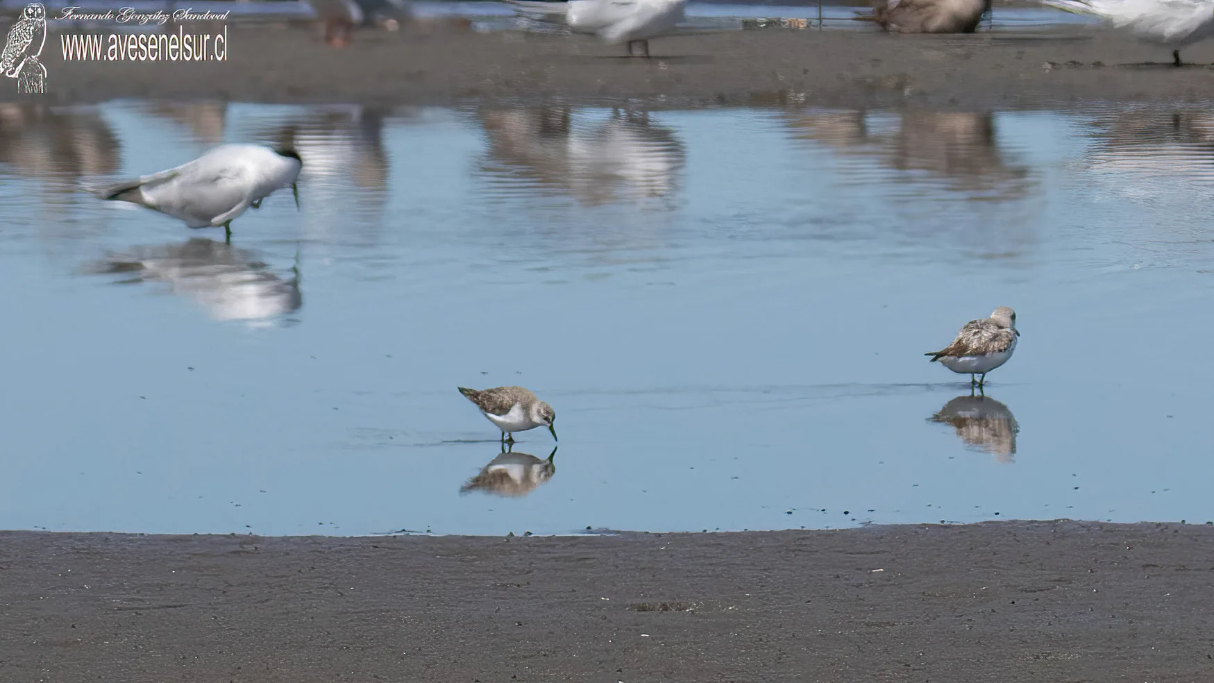 Playero semipalmado - Calidris pusilla (Linnaeus) 1766