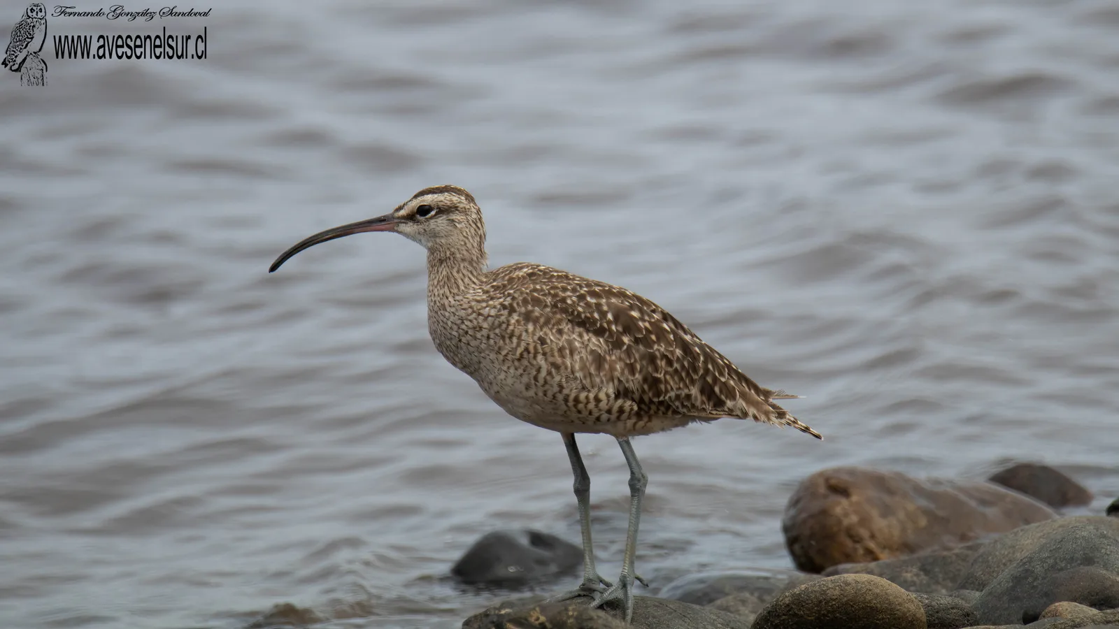 Zarapito - Numenius phaeopus (Linnaeus) 1758
