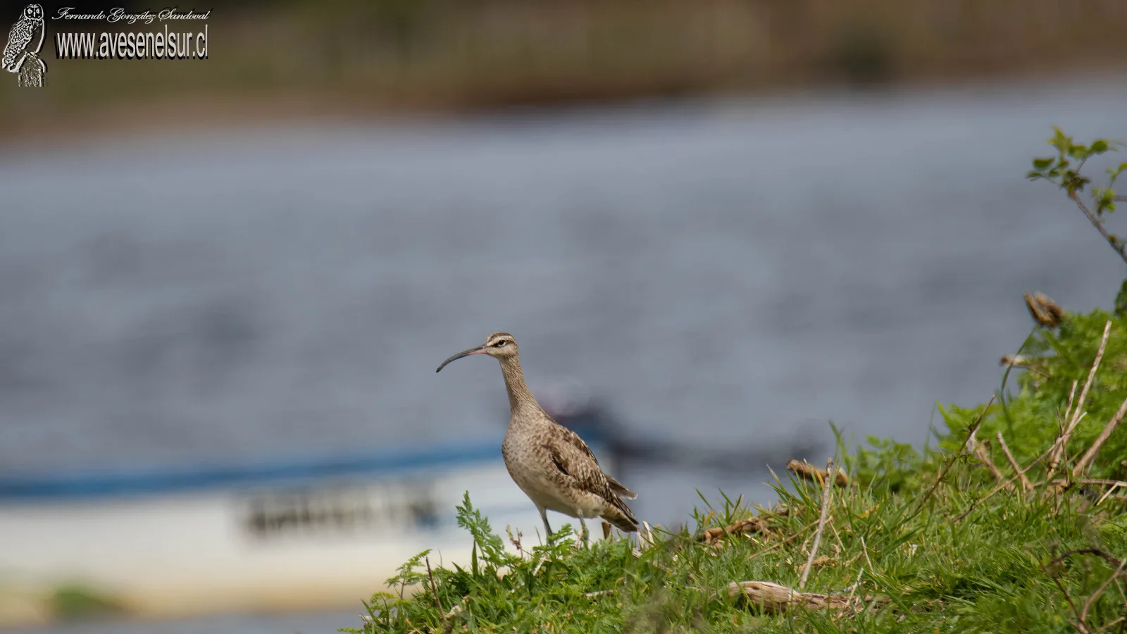 Zarapito - Numenius phaeopus (Linnaeus) 1758