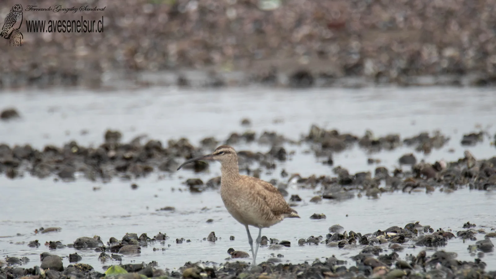 Zarapito - Numenius phaeopus (Linnaeus) 1758