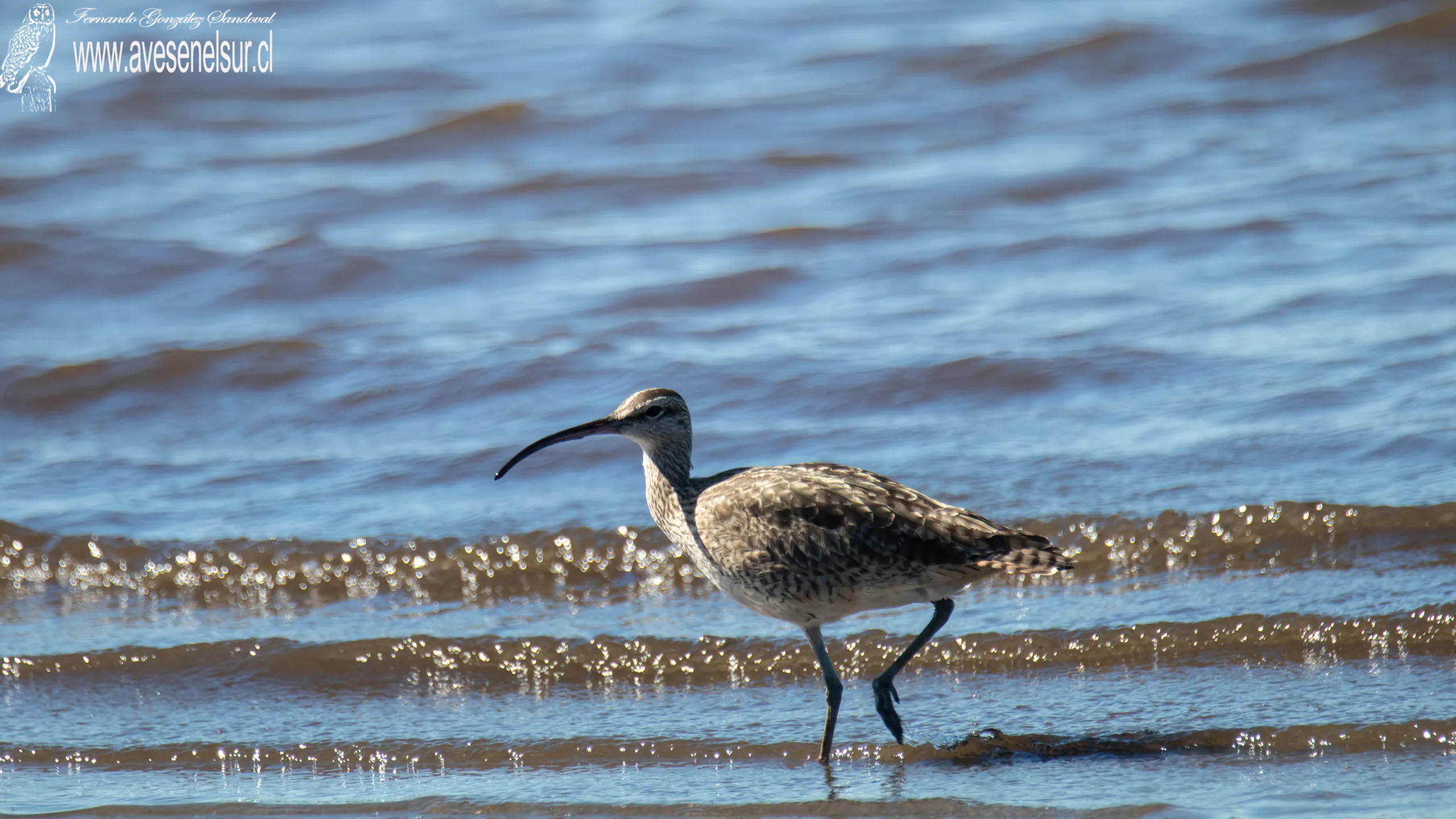 Zarapito - Numenius phaeopus (Linnaeus) 1758