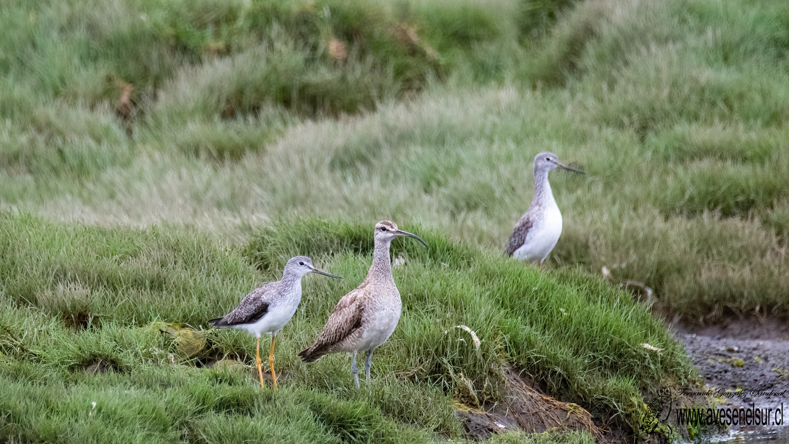 Zarapito - Numenius phaeopus (Linnaeus) 1758