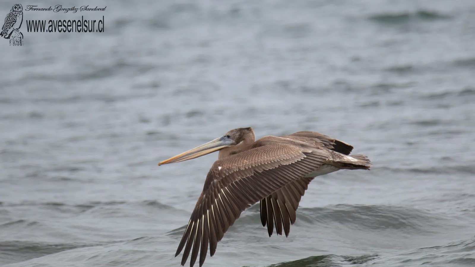 Pelícano - Pelecanus thagus Molina 1782