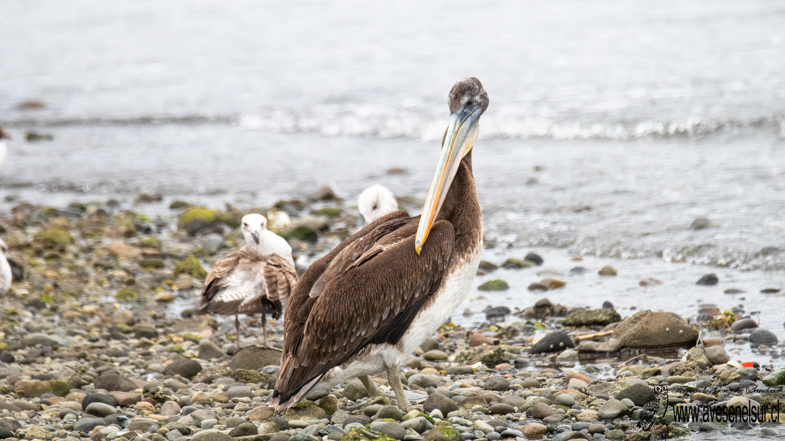 Pelícano - Pelecanus thagus Molina 1782