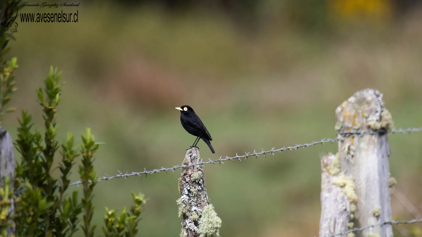Run-run - Hymenops perspicillatus (Gmelin) 1789