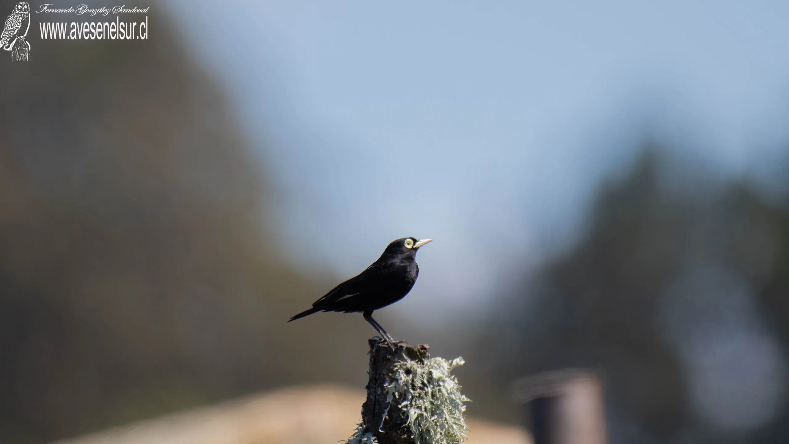 Run-run - Hymenops perspicillatus (Gmelin) 1789