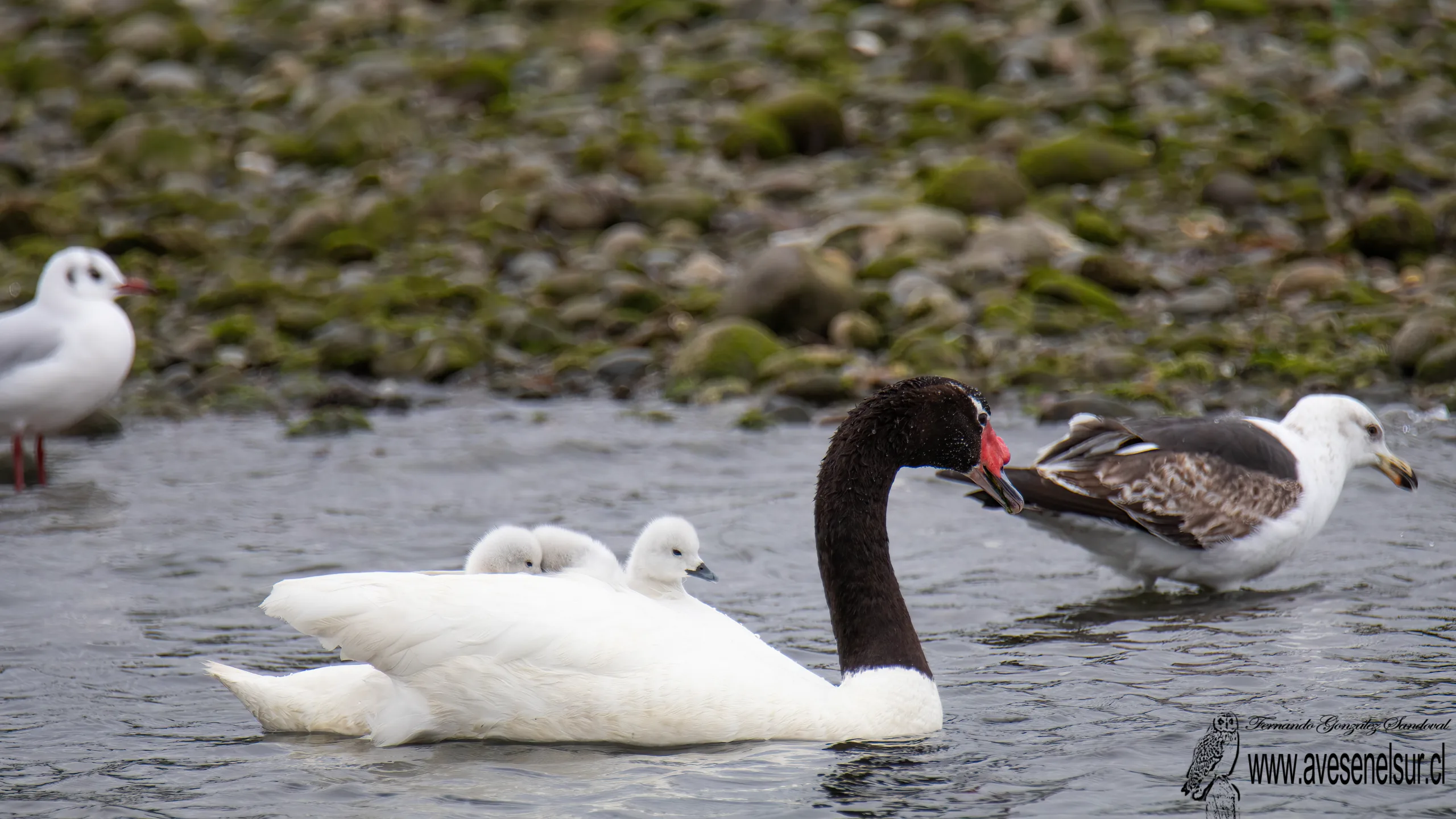 Cisne de cuello negro - Cygnus melancoryphus (Molina) 1782