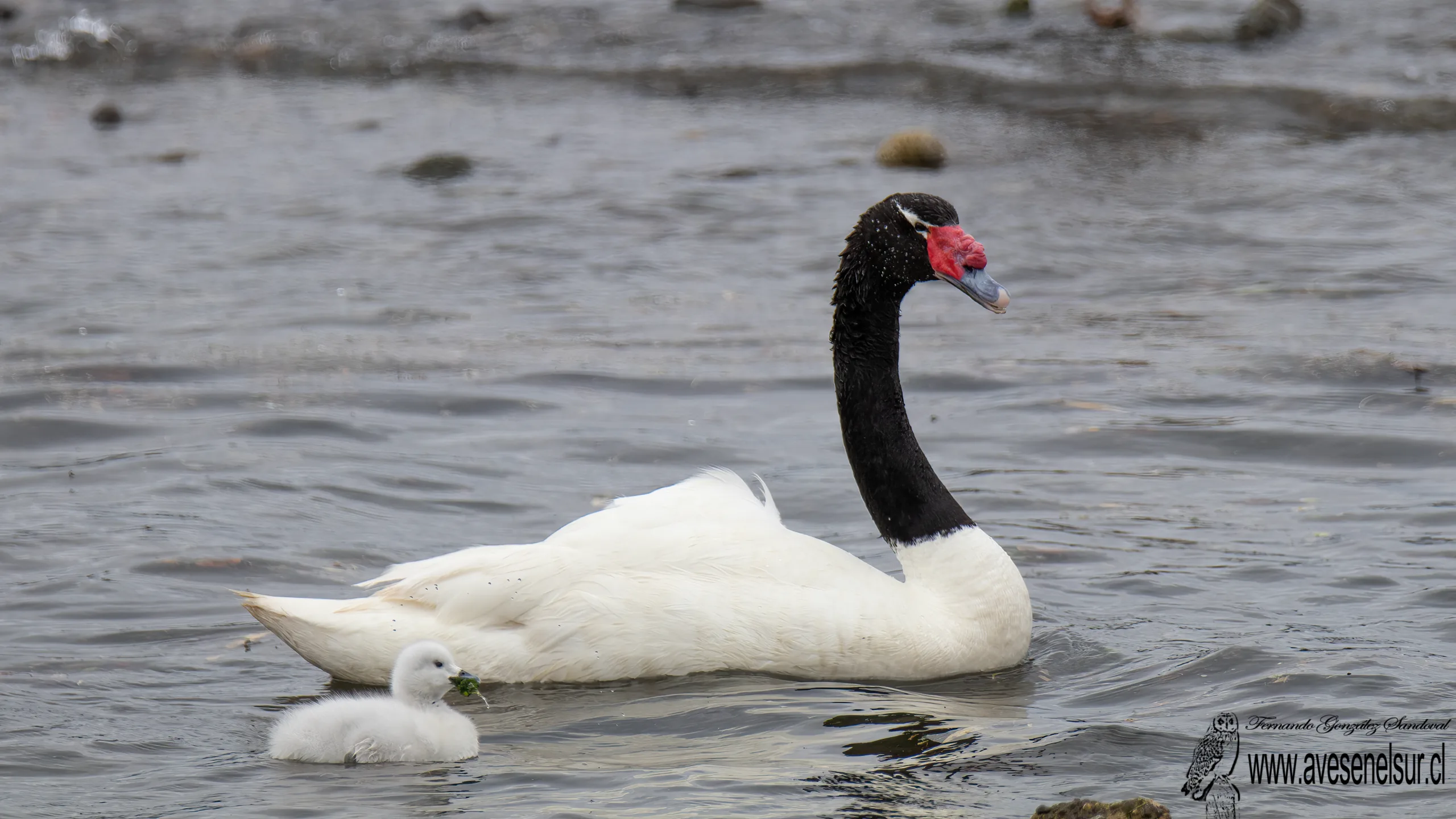 Cisne de cuello negro - Cygnus melancoryphus (Molina) 1782