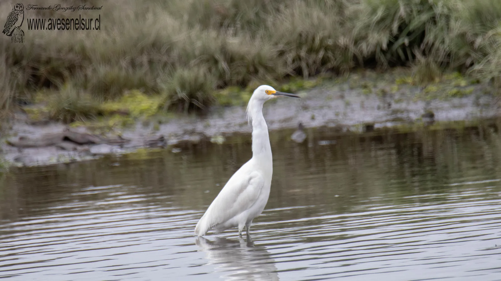 Garza chica - Egretta thula (Molina) 1782 // Garza grande - Ardea alba Linnaeus 1758