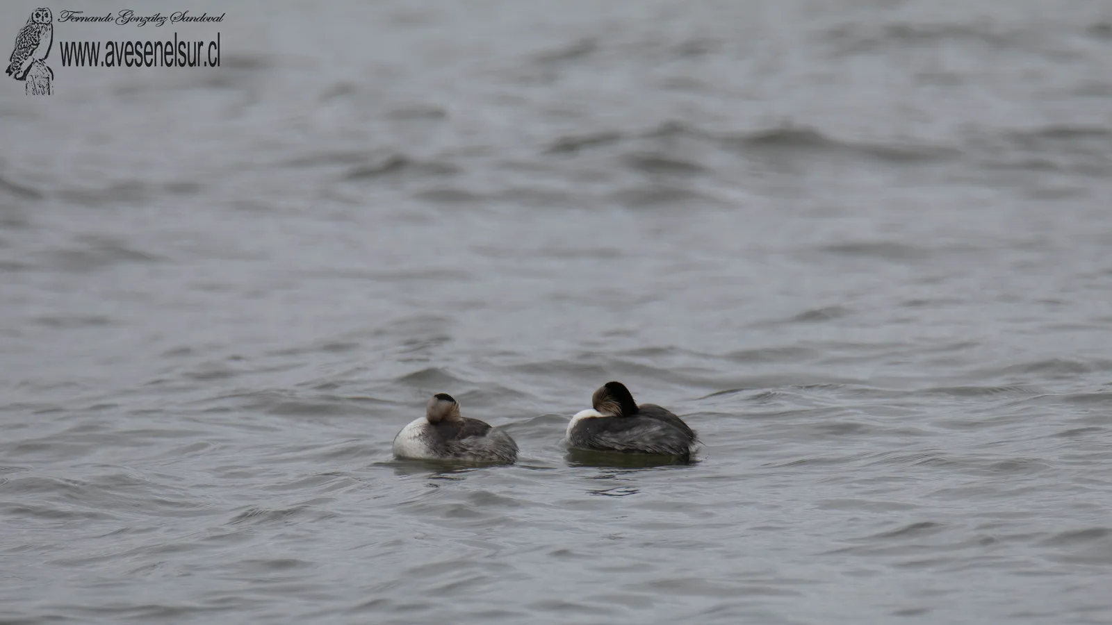 Blanquillo - Podiceps occipitalis Garnot 1826
