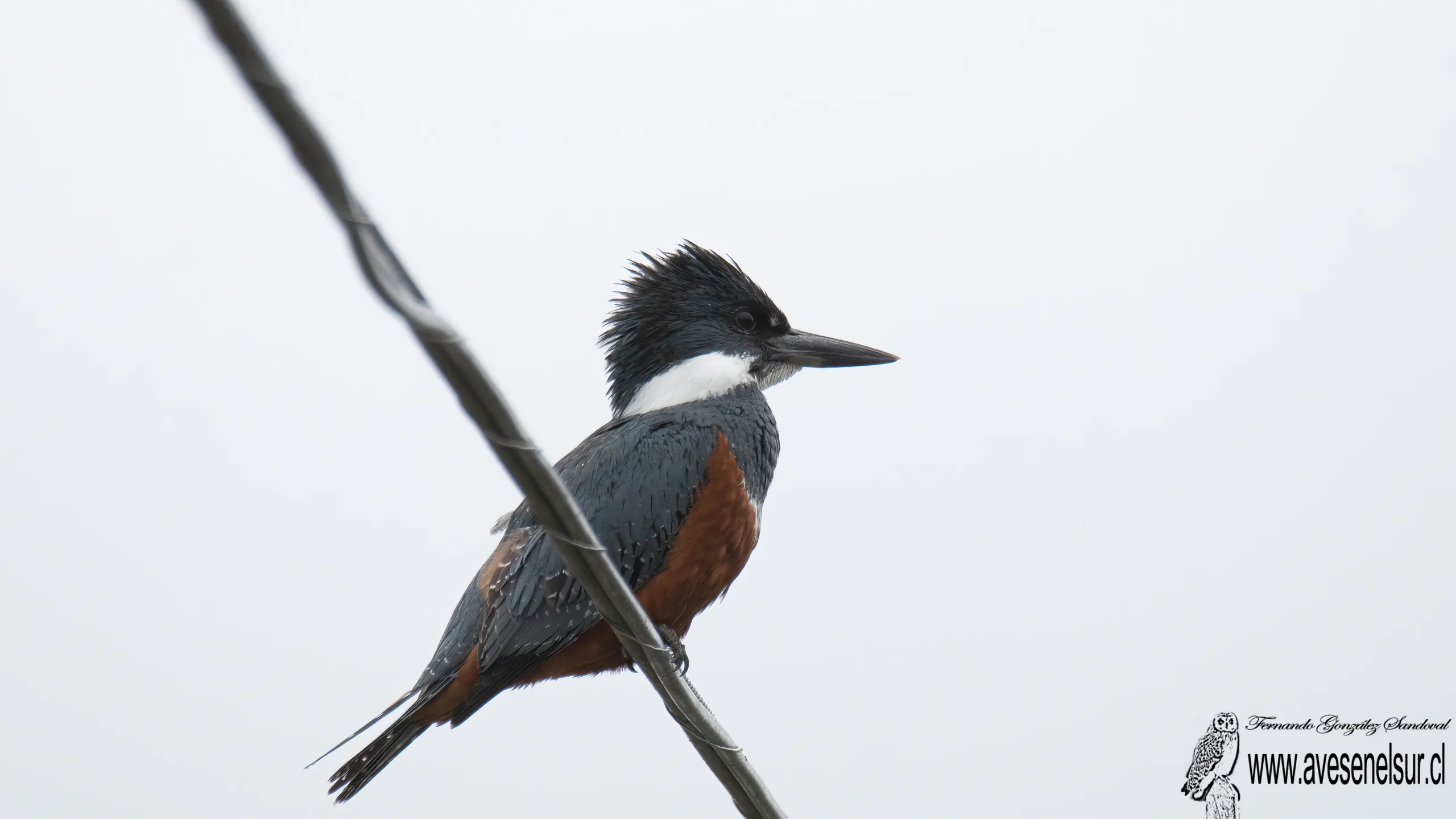Martin pescador - Megaceryle torquata (Linnaeus) 1766