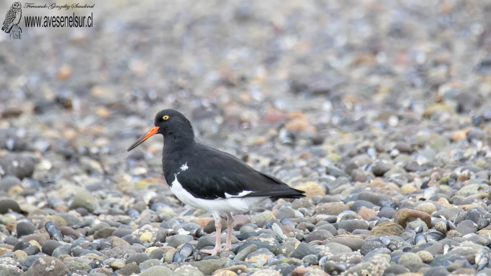 Pilpilén austral - Haematopus leucopodus Garnot 1826