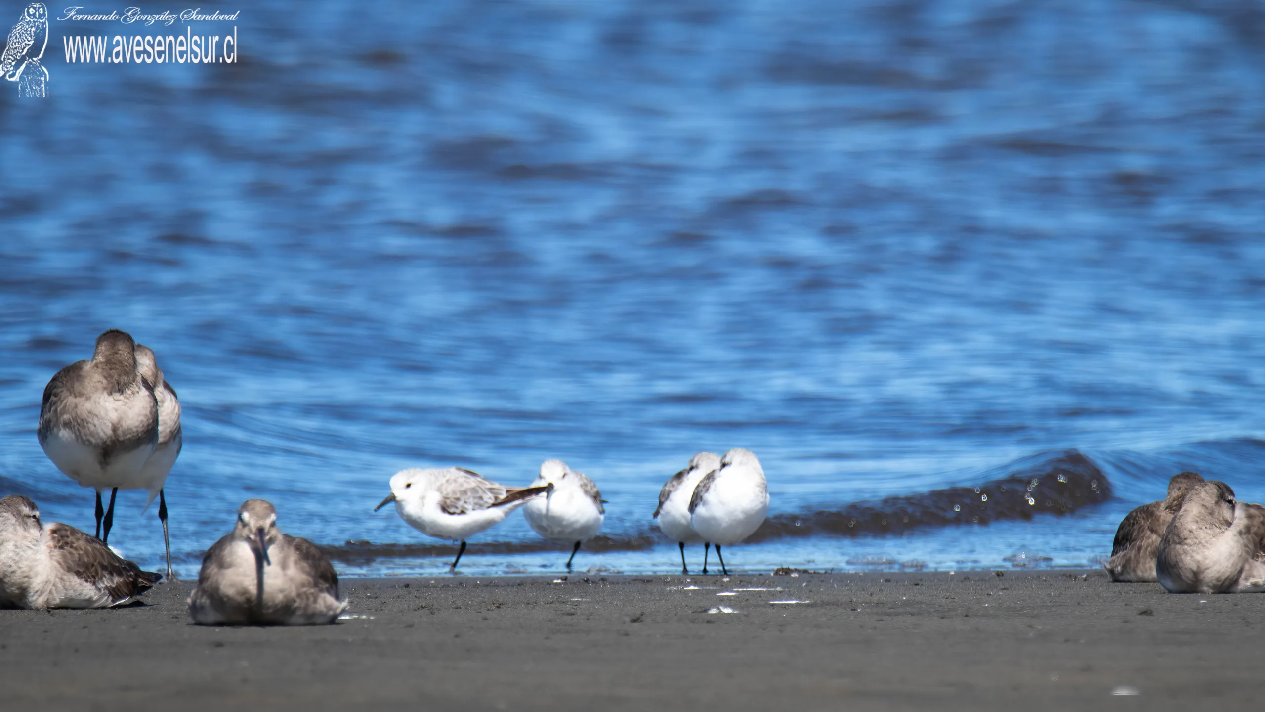 Playero blanco - Calidris alba (Pallas) 1764