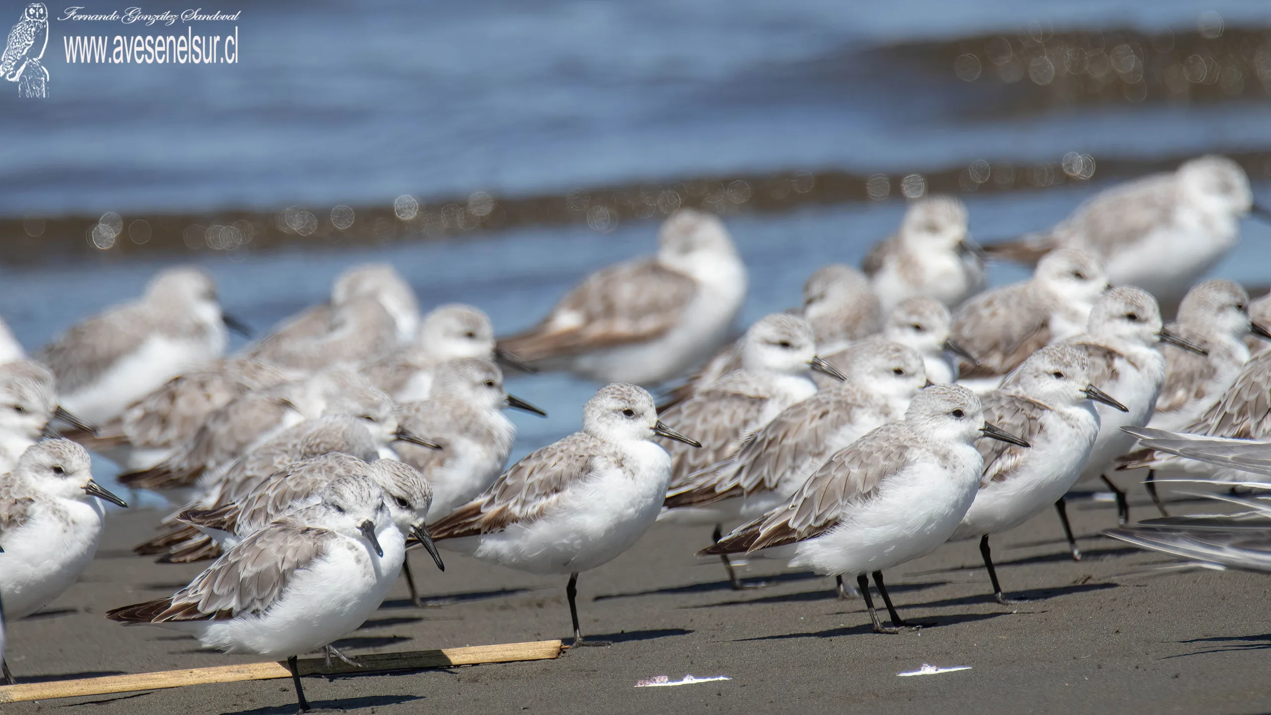 Playero blanco - Calidris alba (Pallas) 1764