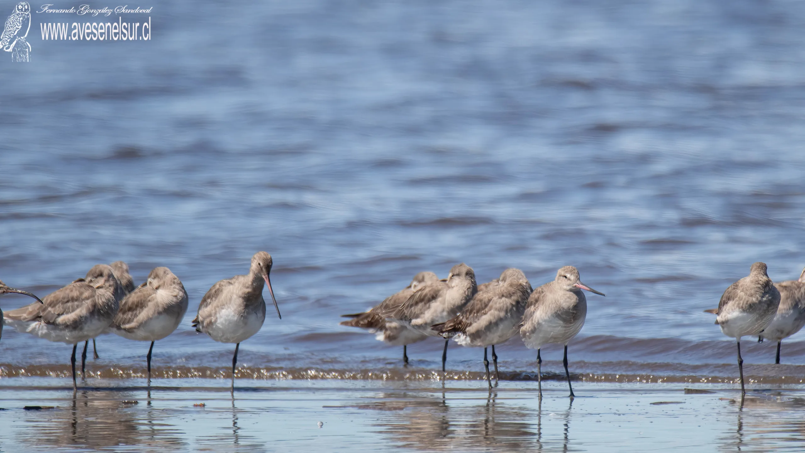 Zarapito de pico recto - Limosa haemastica (Linnaeus) 1758