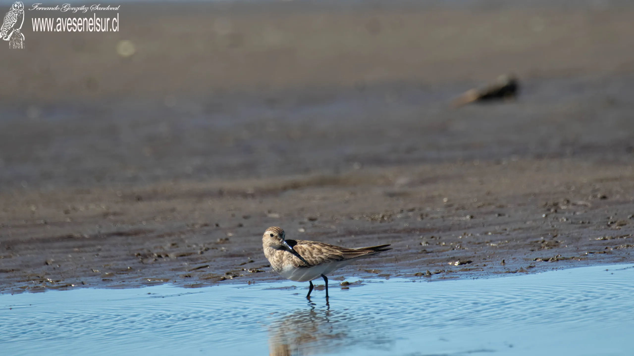 Playero de Baird - Calidris bairdii (Coues) 1861