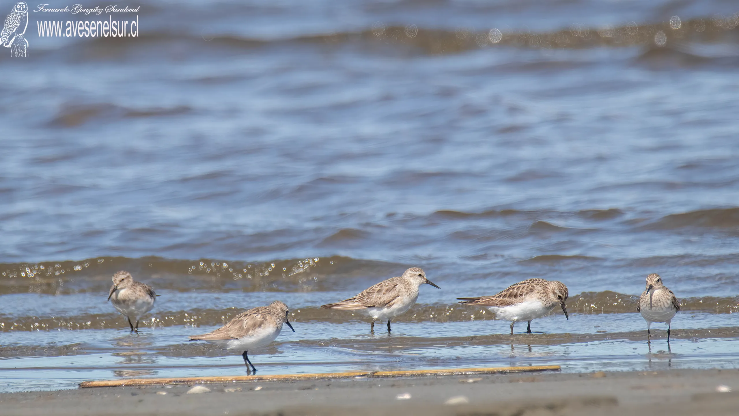 Playero de Baird - Calidris bairdii (Coues) 1861